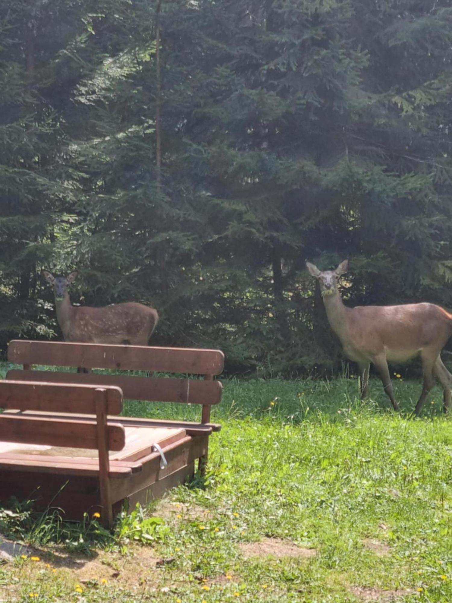 Chata Lieskovec - Chata V Lese Blizko Zubacky Tatranska Strba Esterno foto